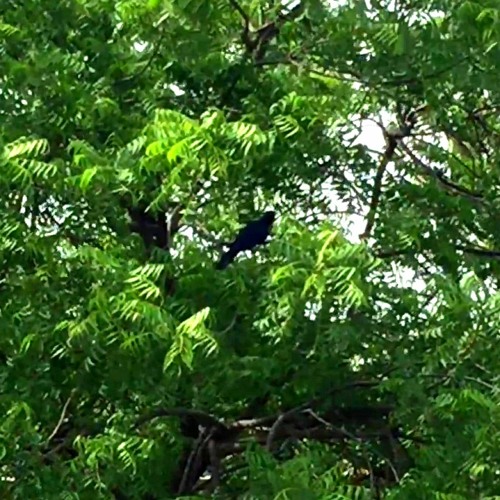 Stream cuckoo bird sound by momo's sound diary Listen online for free