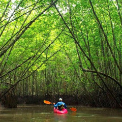 Review Special Price Deep Mangrove and Canyon Kayak Tour in Krabi