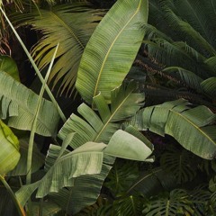 green leaves - (ft. S.Miller)