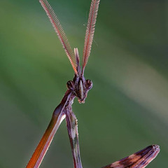 celestial paradigms (Prod. by me & Whoarei)