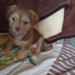 Ork Death 2026!YT.m4a