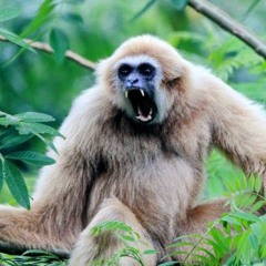 Llamado Gibbon Riser