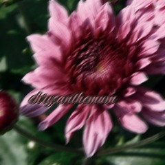 Chrysanthemum (prod. Icybabycold)