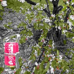 #f#iizzybomb [prod, whyzoo] #w.pov #wgthol