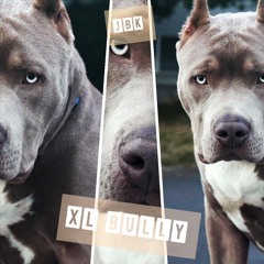 XL Bully