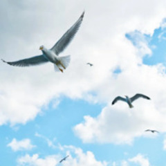 Final Beat Version 2025@You are free like a Bird