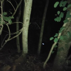 45hsju6w*2006~bootleg