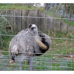 Ostriches