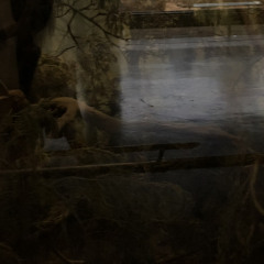 Deep Pilgrimage (2019)