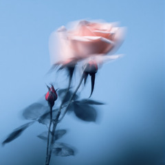 Set Me Free - Whichkid