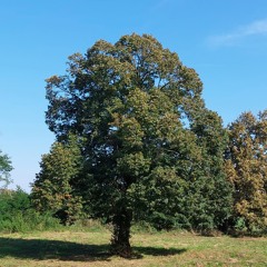 szabikq