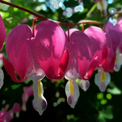 Berlin Hypnotic House XXXVII - Bleeding Mix