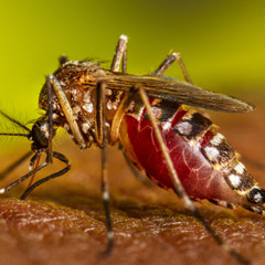 Mosquito_Edge_Neighbourhood Interface_RK