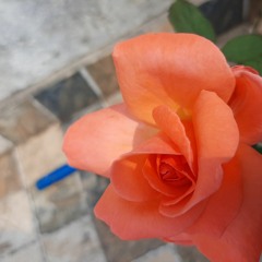 Munda Sidhua Da - Sidhu Moose Wala (Leaked Song) Latest Punjabi Song 2020(128k)