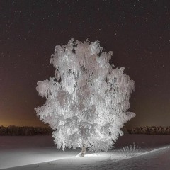Белая Берёза (White birch)