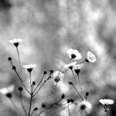 Michelle Gurevich - Fatalist Love (Herhangi/Edit)