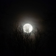 In The Moonlight