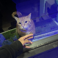 life been messy latley but this cat remains cool every time I walk by