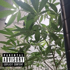 Mule (Ft. Young Taylor) (Prod. Sorrow Bringer)