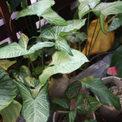 y2mate.com - Bọn mình kết thúc thật rồihết sức thật rồi Tràn Bộ Nhớ Mất Kết Nối Playlist Dương Domic