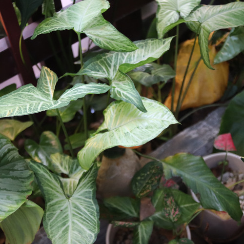 y2mate.com - Bọn mình kết thúc thật rồihết sức thật rồi Tràn Bộ Nhớ Mất Kết Nối Playlist Dương Domic