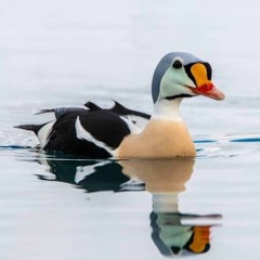 SYNC BASS UNIV episode2