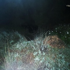 real skinwalker beats