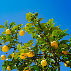 Lemon lime (nai)