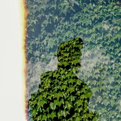 Mushrooming Series #2: El Bosque Tiene Paz