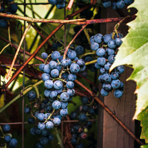 feed us grapes but please, not too many