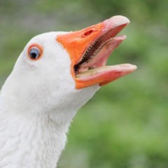 au pays du cocaine cover