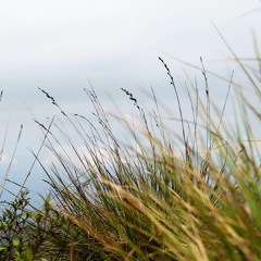 Wind Blowing through Tall Grass | Nature Field Recording