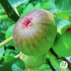 Vol 19. - Human House