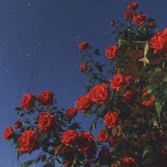 Pamplem'House - l o s t  l o v e 🥀