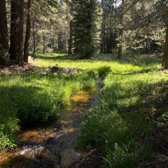 Out Into the Woods (live rough demo)