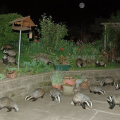 LOS SMILING FRIENDS PRESENTAN LOS SMILING FRIENDS EN SAYAGO