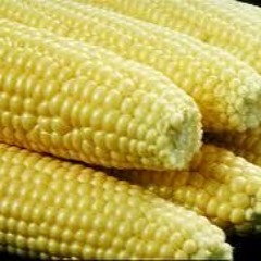 Invité : Agna Diallo, Président des producteurs de maïs de Kédougou.Gaelle.28/06/24