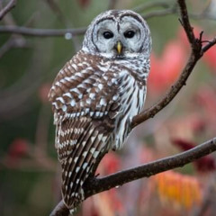 Barred Owl