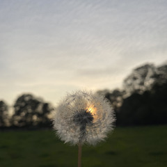 The Motans - Cel Din Oglinda