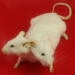 Rat