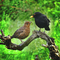 Together song  sung & written by Lisa B