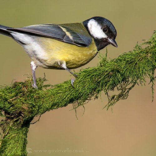 Great Tit Melody - MixPre - 1106 01.WAV