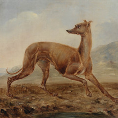 Kangaroo Dog documentary - a unique Australian dog with a big story