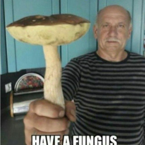 Life Itself-glass animals (sped up)