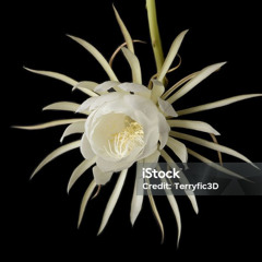 Night-Blooming Cerus