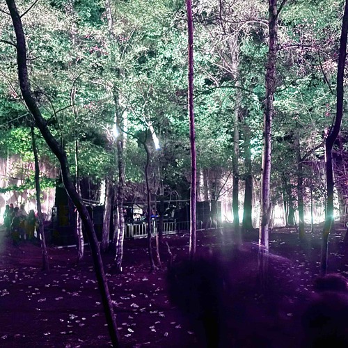 Ode to the Forest Rave