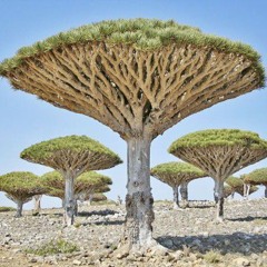 Socotra