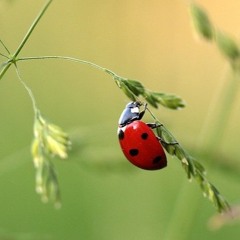 La coccinelle