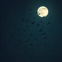 Night Birds