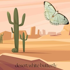 Desert White Butterfly